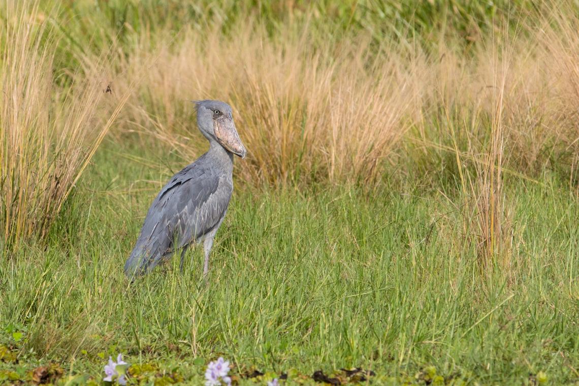 Murchison Falls National Park: A Bird Watcher’s Paradise