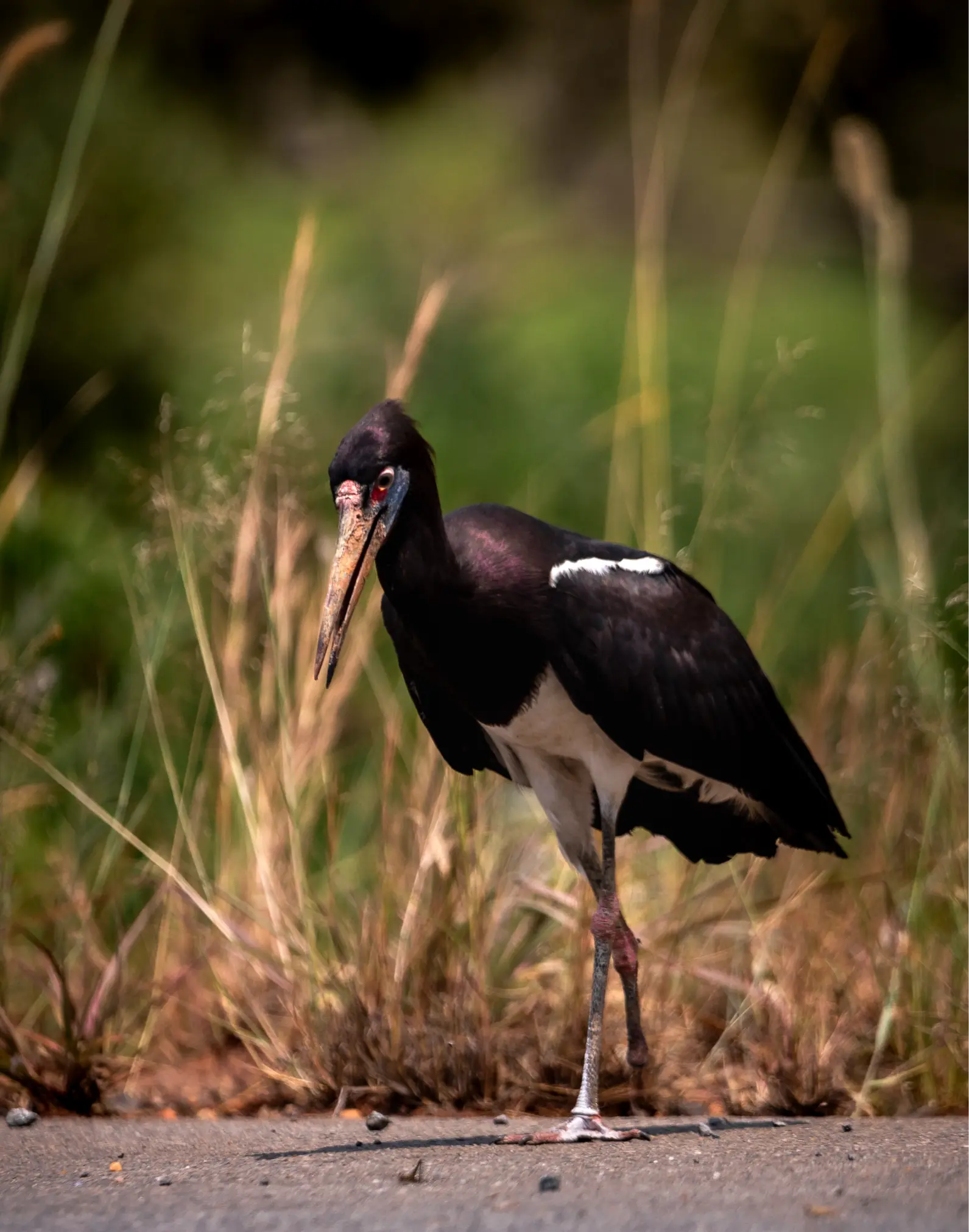 Nile Safari Lodge - Bird Watching at Murchison Falls National Park