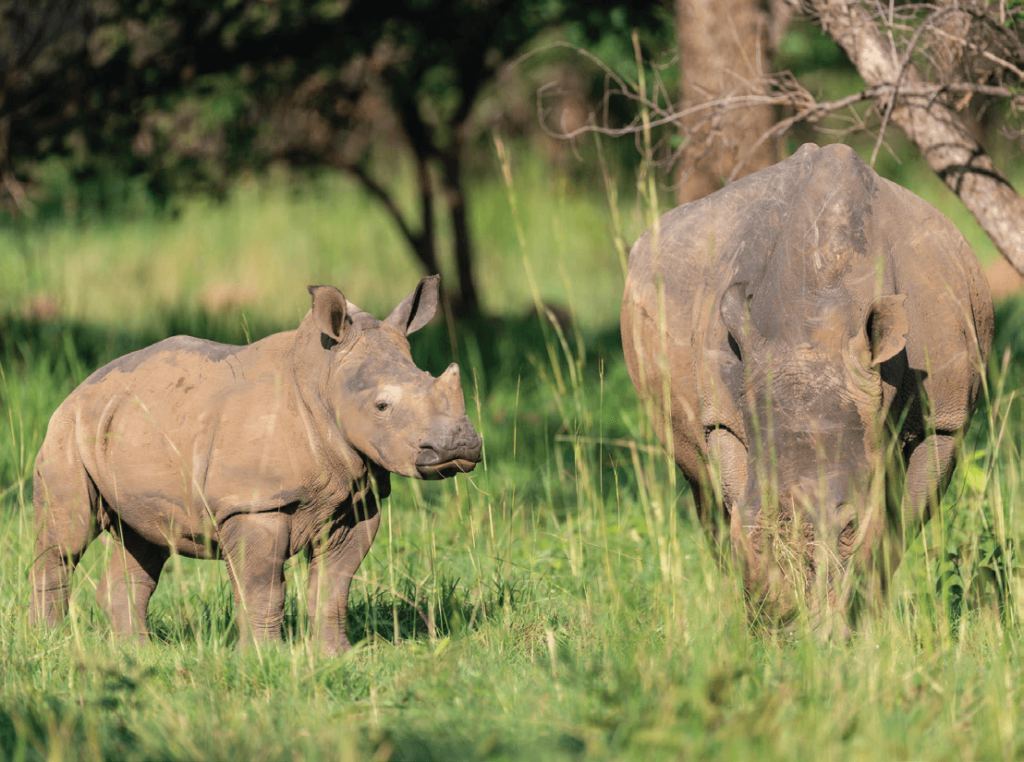 Rhino at ziwa Rhino sanctuary